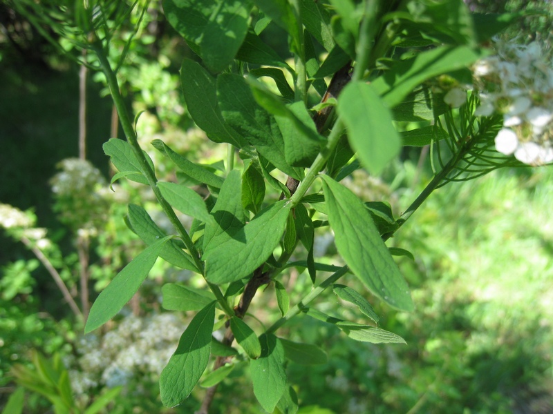 Image of Spiraea media specimen.