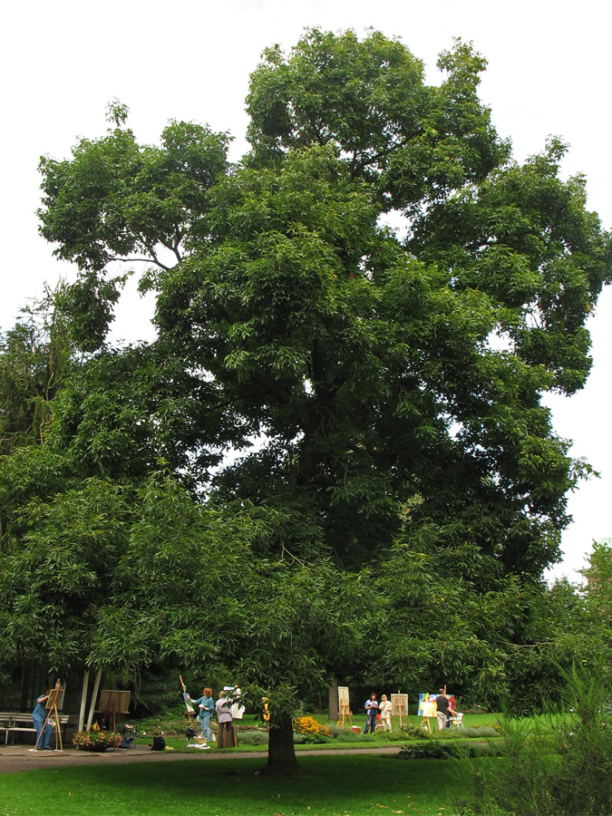 Изображение особи Carya ovata.