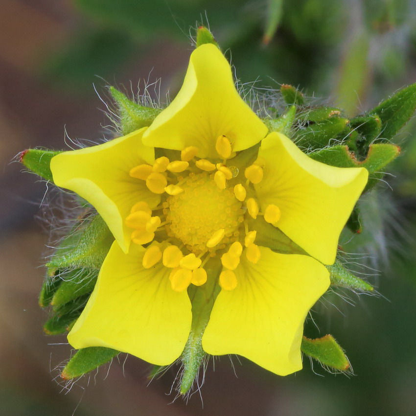 Изображение особи Potentilla recta ssp. pilosa.