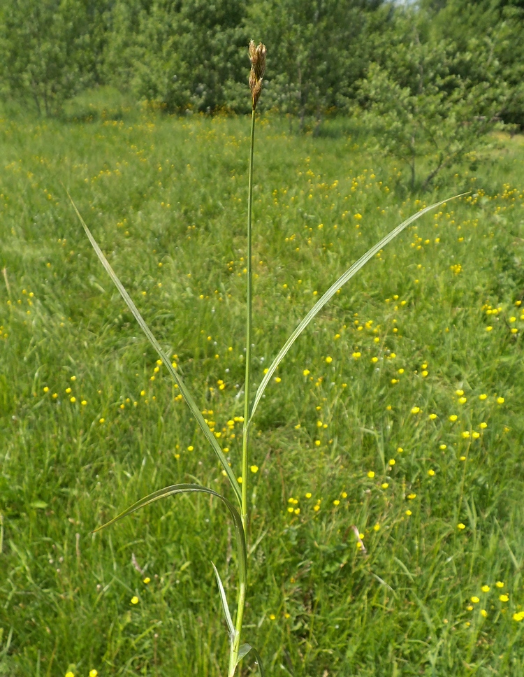 Изображение особи Carex leporina.