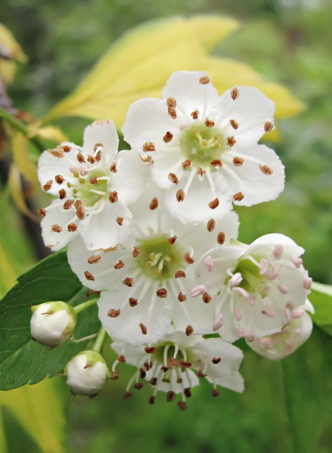 Image of Crataegus almaatensis specimen.