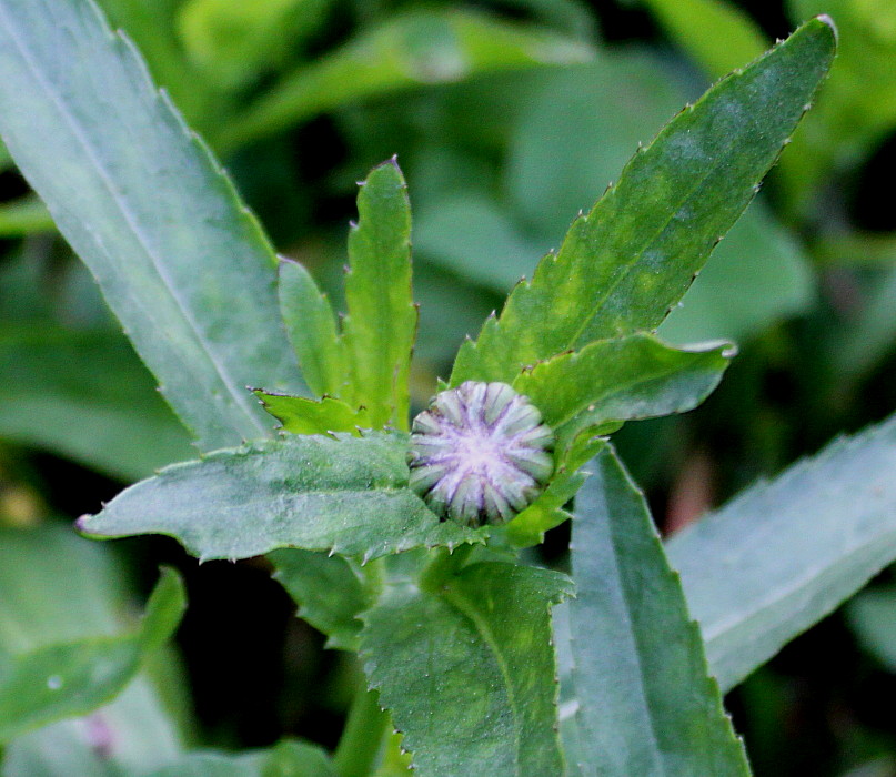 Image of Leucanthemum maximum specimen.