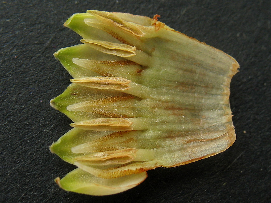 Image of Symphytum officinale specimen.