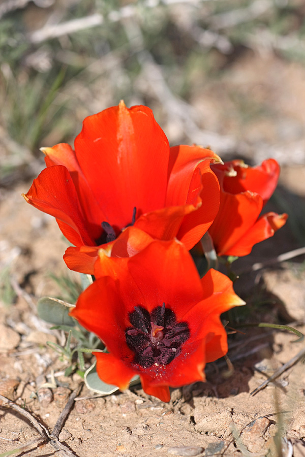 Image of Tulipa borszczowii specimen.