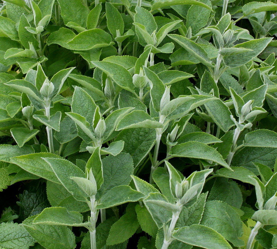 Image of Phlomis fruticosa specimen.