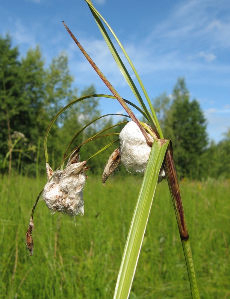 Image of Eriophorum latifolium specimen.