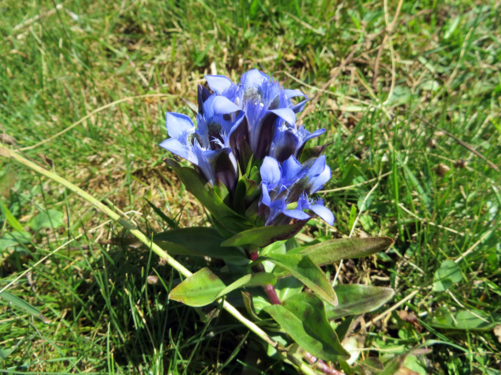 Image of Gentiana septemfida specimen.