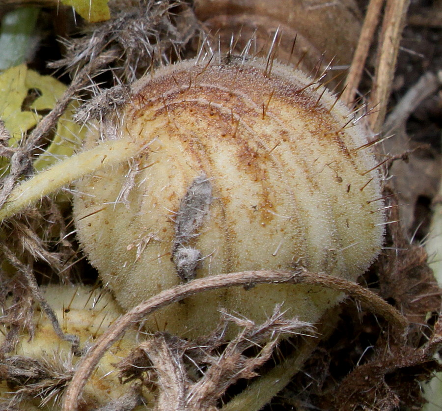 Image of Blumenbachia insignis specimen.