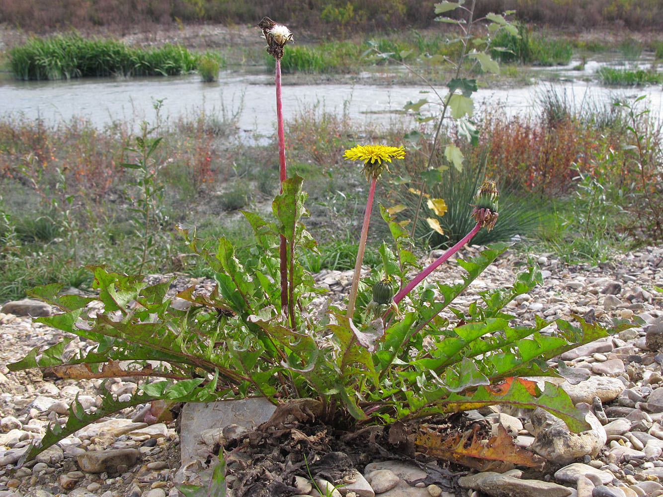 Image of genus Taraxacum specimen.