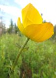 Trollius uncinatus