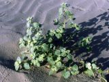 Agriophyllum latifolium. Растение, еще не вступившее в стадию цветения. Узбекистан, Бухарская обл., бугристые пески южнее озера Денгизкуль. 04.06.2009.