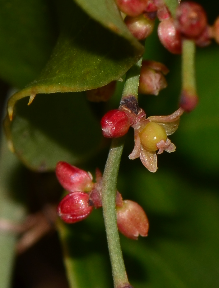 Image of Smilax aspera specimen.