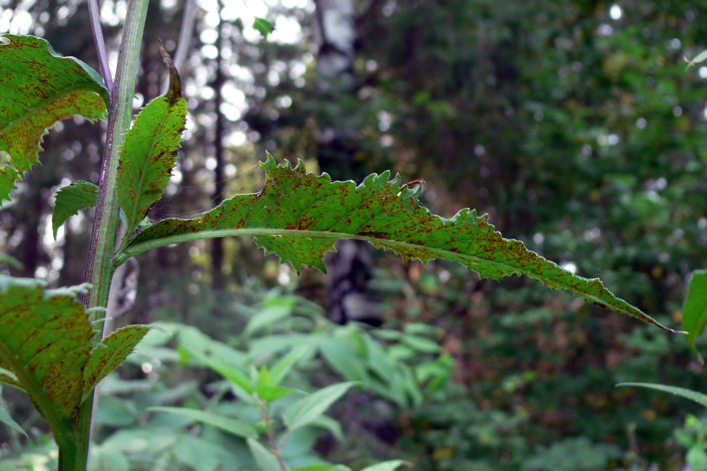 Image of Senecio nemorensis specimen.