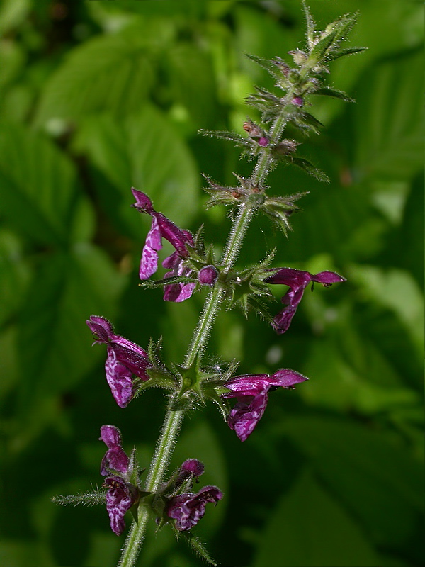 Image of Stachys sylvatica specimen.