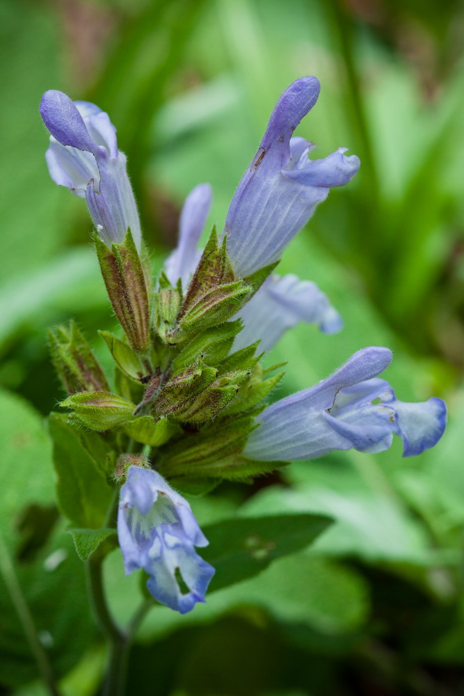 Image of Salvia tomentosa specimen.