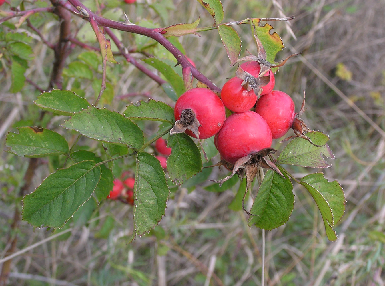 Image of genus Rosa specimen.