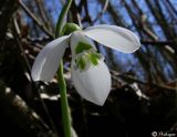 Galanthus plicatus