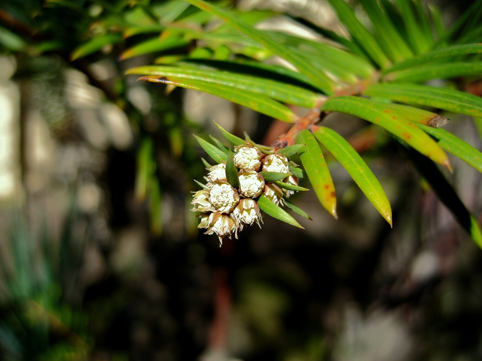 Изображение особи Taxus sumatrana.