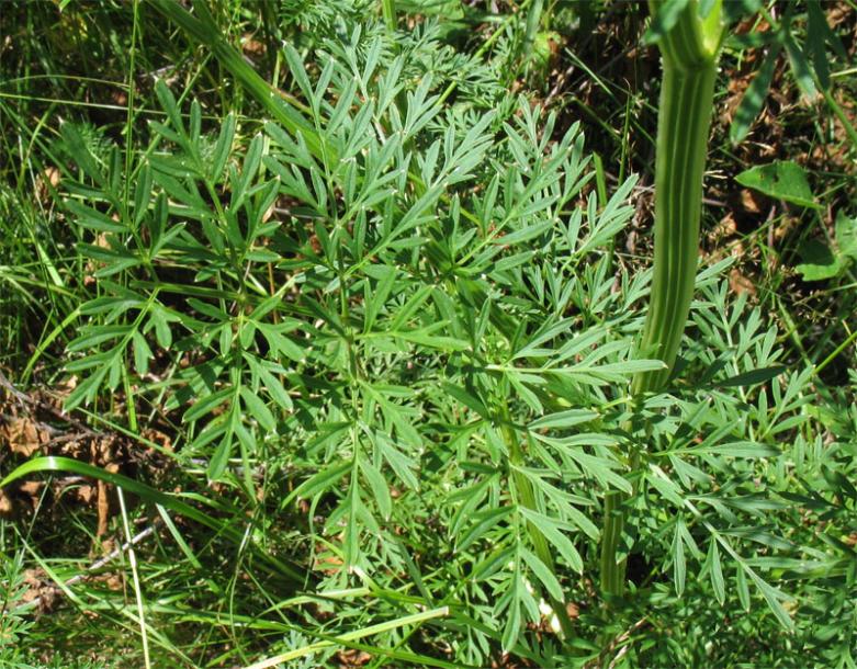 Image of Selinum carvifolia specimen.