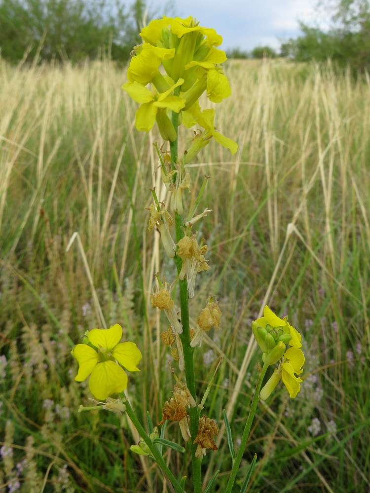 Image of Syrenia cana specimen.