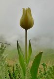 Tulipa confusa