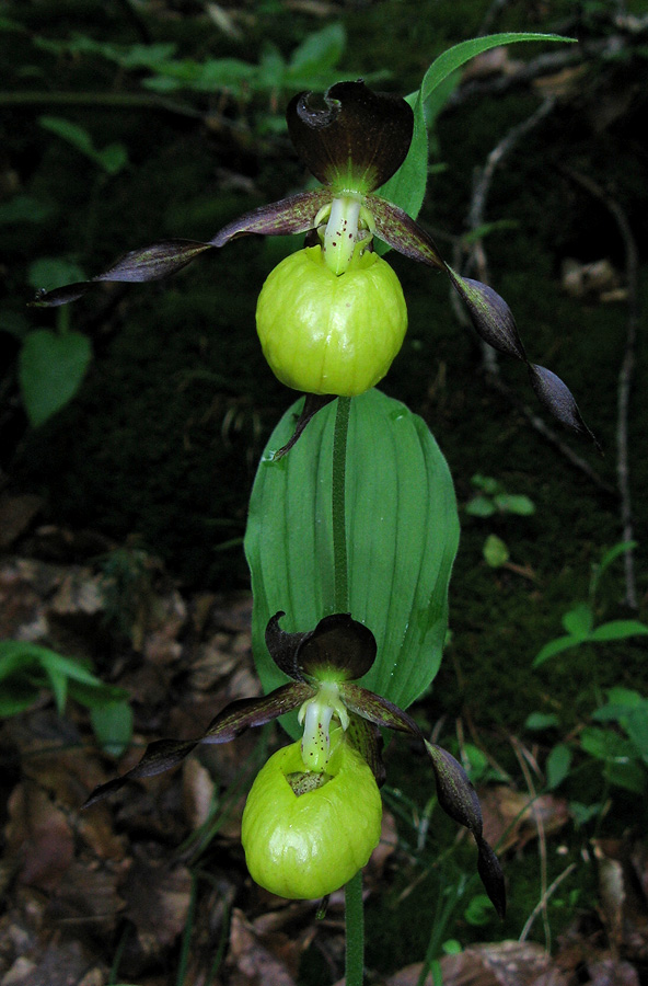 Image of Cypripedium calceolus specimen.