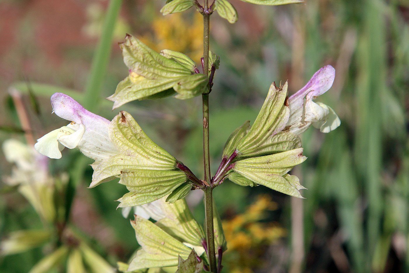 Изображение особи Salvia korolkowii.