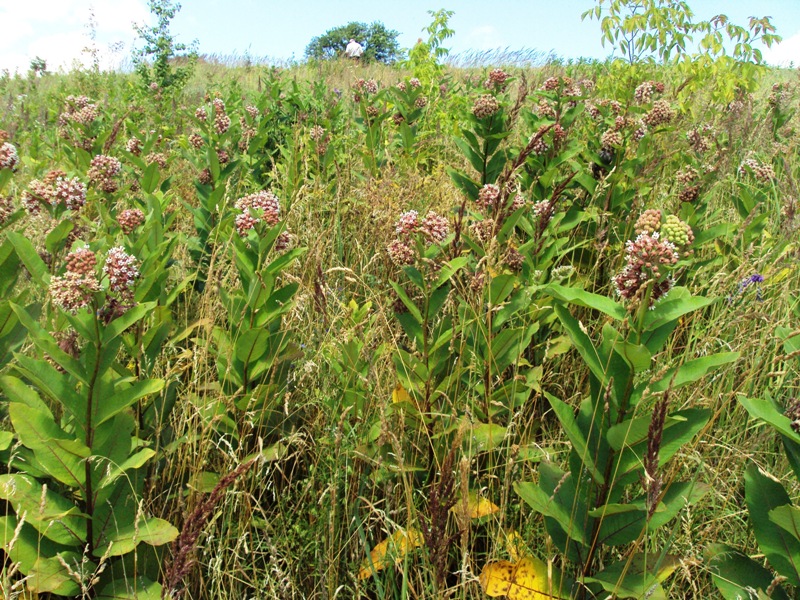 Изображение особи Asclepias syriaca.