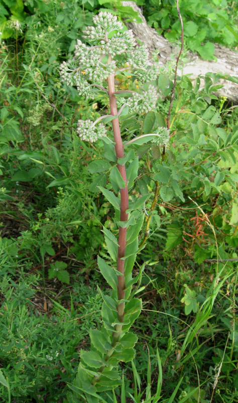 Изображение особи Hylotelephium triphyllum.