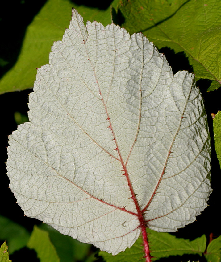 Изображение особи Rubus tricolor.