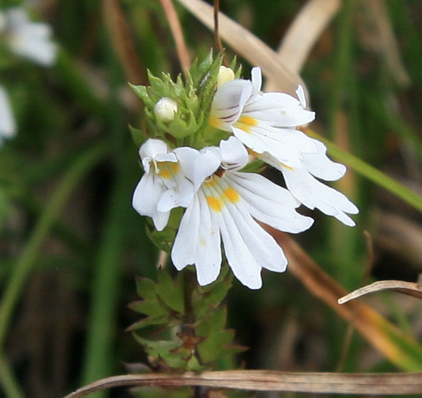 Image of Euphrasia petiolaris specimen.