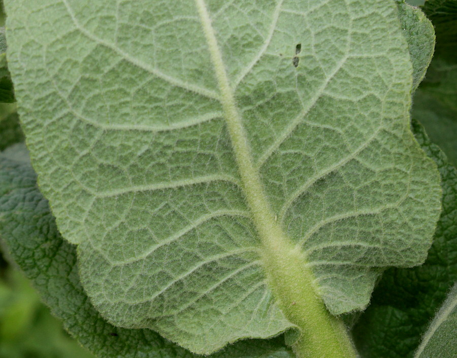 Image of genus Verbascum specimen.