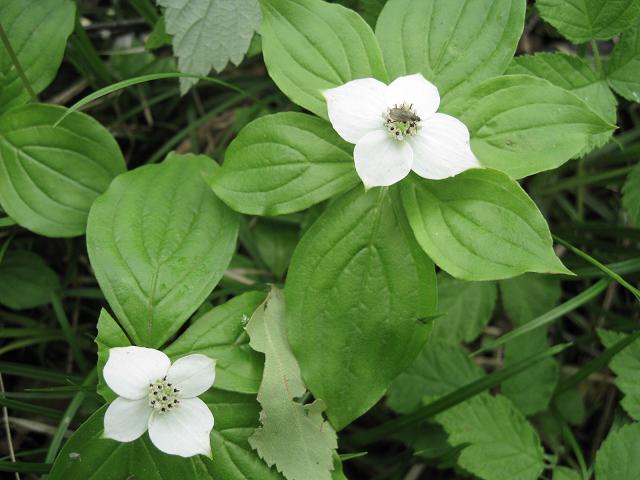 Image of Chamaepericlymenum canadense specimen.