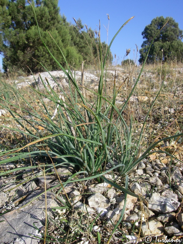 Image of Asphodeline taurica specimen.