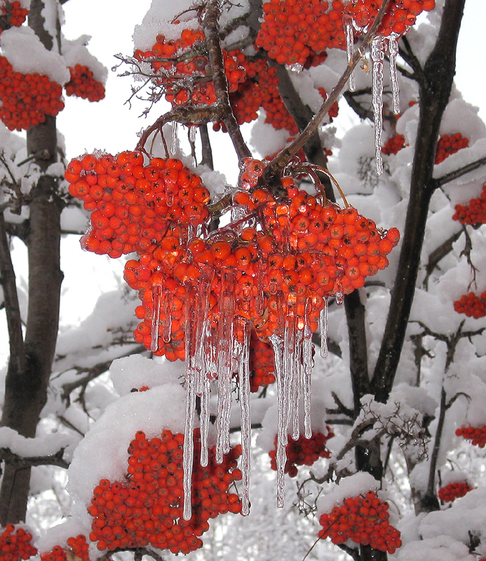 Image of Sorbus aucuparia specimen.