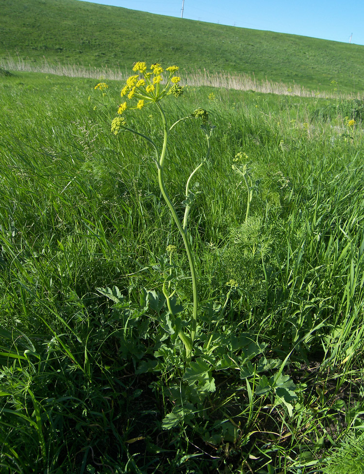 Изображение особи Pastinaca clausii.