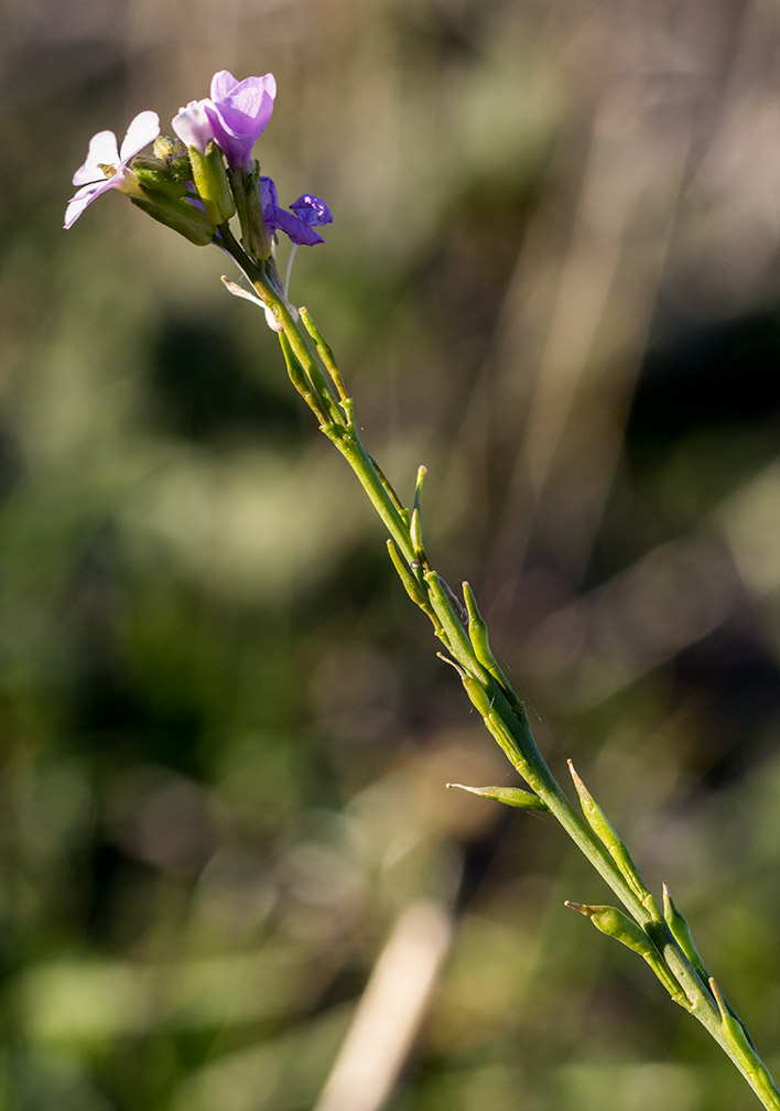 Изображение особи Erucaria hispanica.