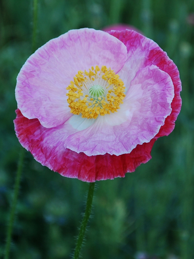 Image of Papaver rhoeas specimen.