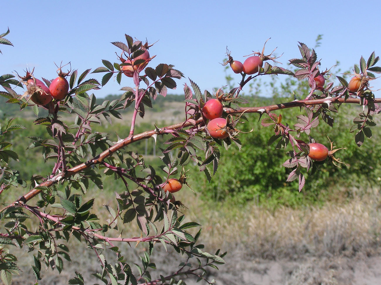 Image of genus Rosa specimen.