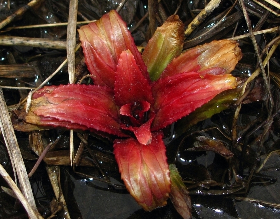 Image of Epilobium hirsutum specimen.