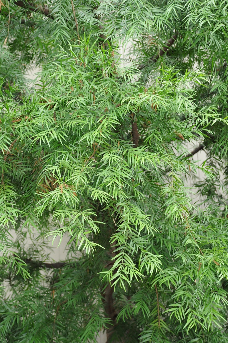 Изображение особи род Podocarpus.