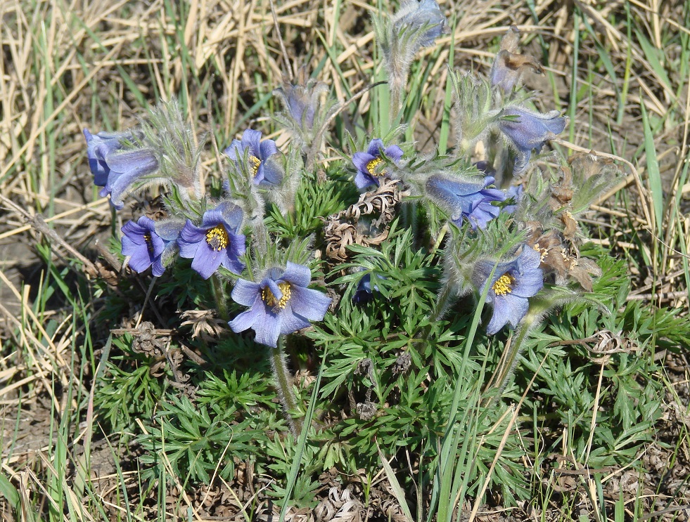 Image of Pulsatilla regeliana specimen.