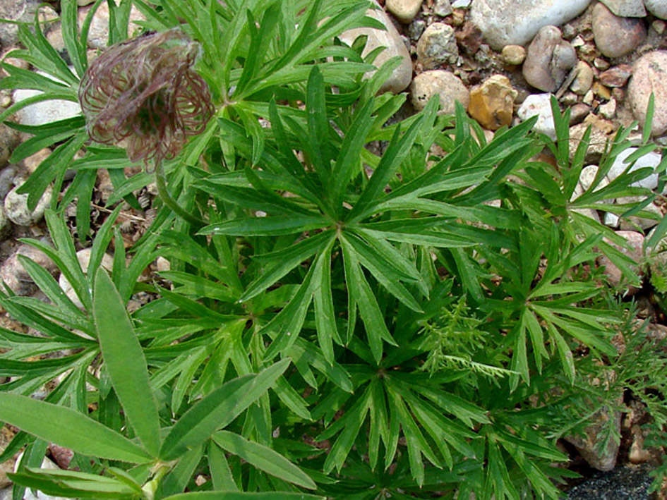 Изображение особи Pulsatilla multifida.