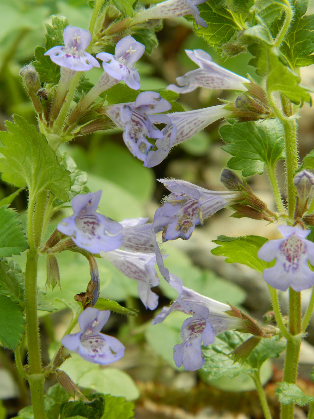 Изображение особи Glechoma hederacea.