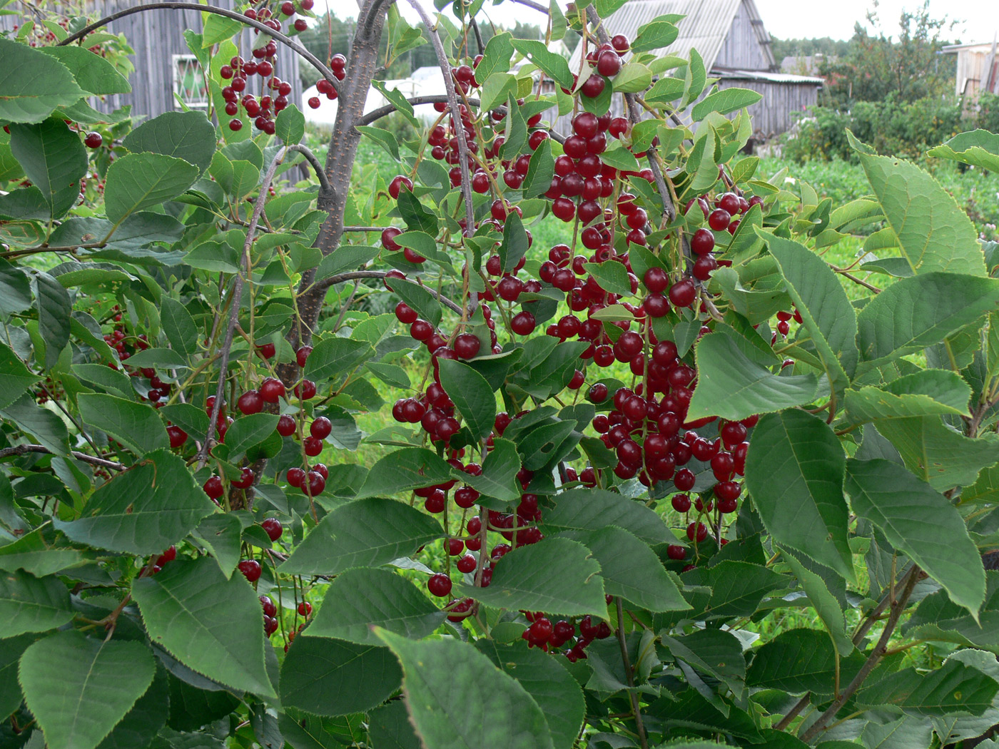 Image of Padus virginiana specimen.