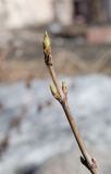 Lonicera alpigena. Верхушка прошлогоднего побега с распускающимися почками. Мурманск, МГГУ, в культуре. 27.04.2016.