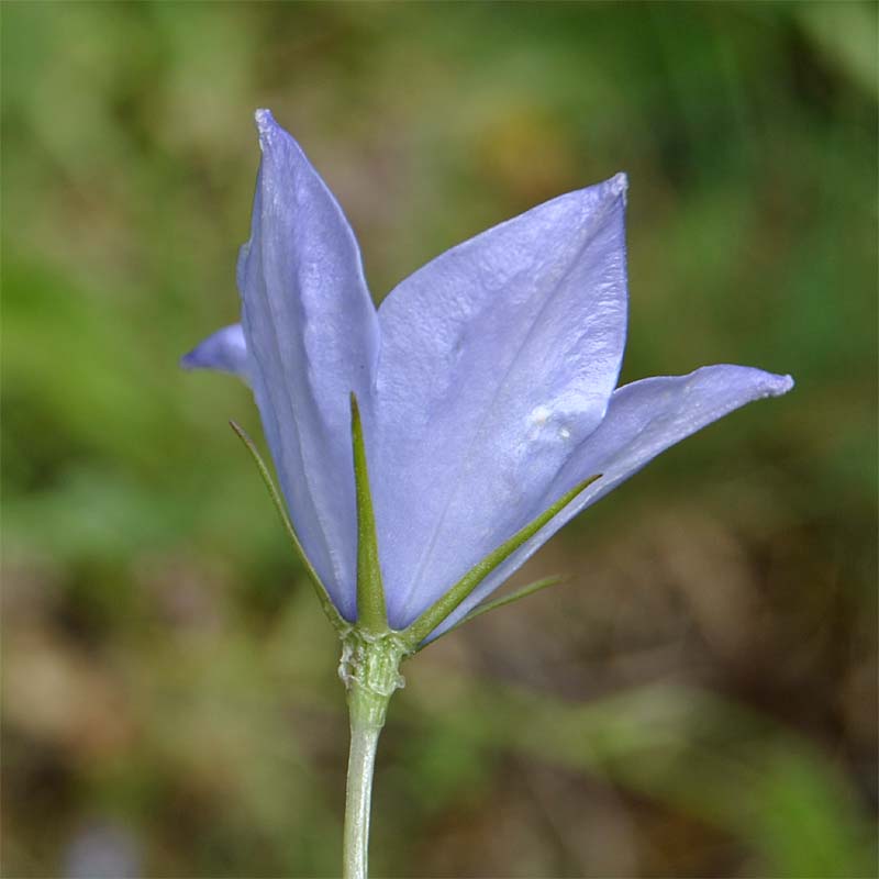 Image of Campanula beauverdiana specimen.