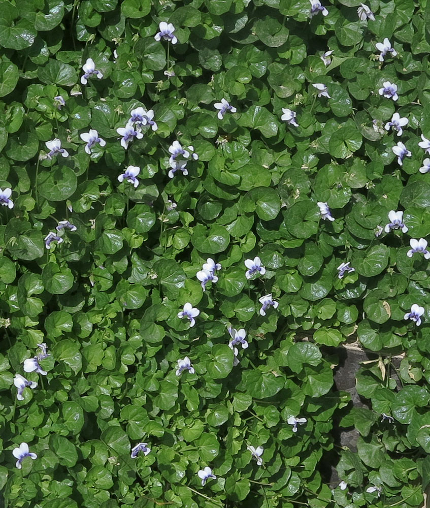 Image of Viola hederacea specimen.