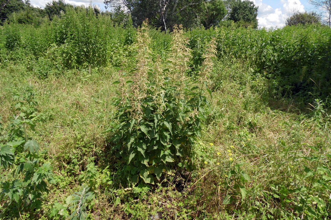 Image of Urtica dioica specimen.