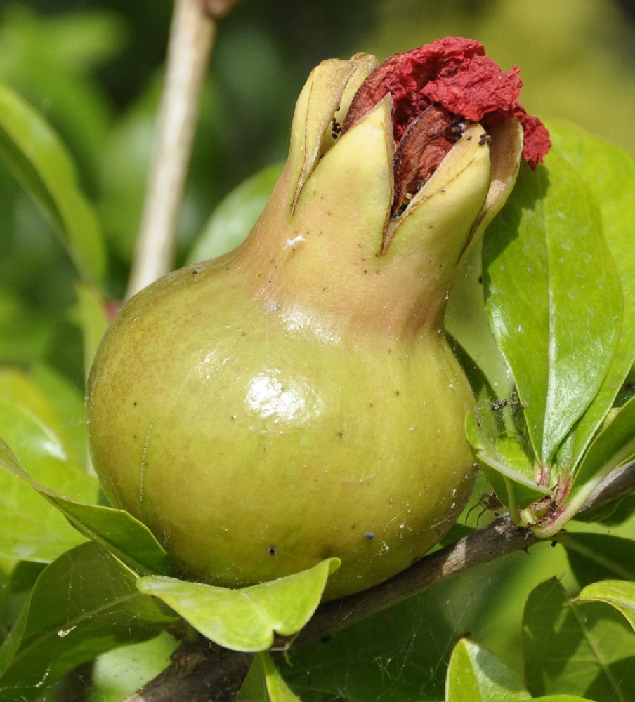 Image of Punica granatum specimen.